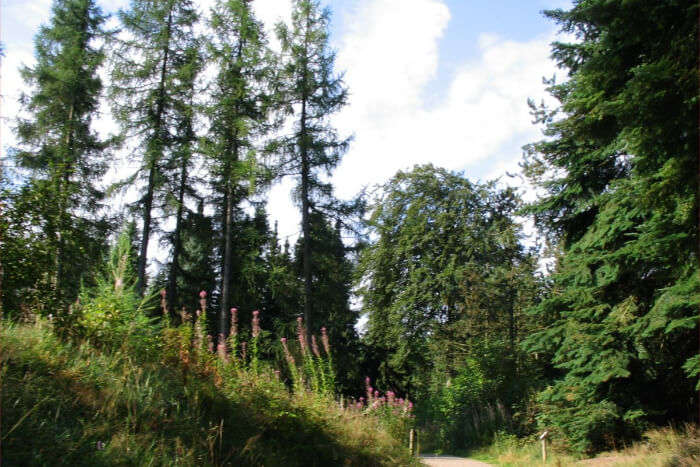 Rold Skov Forest in Denmark