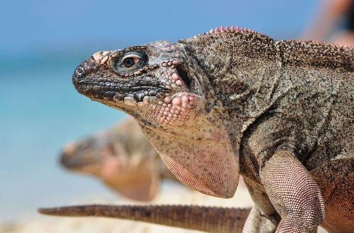 Sandy Cay Iguanas