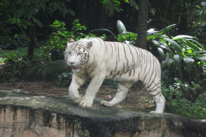 Singapore Zoo