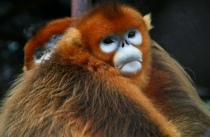 Snub-nosed Monkeys