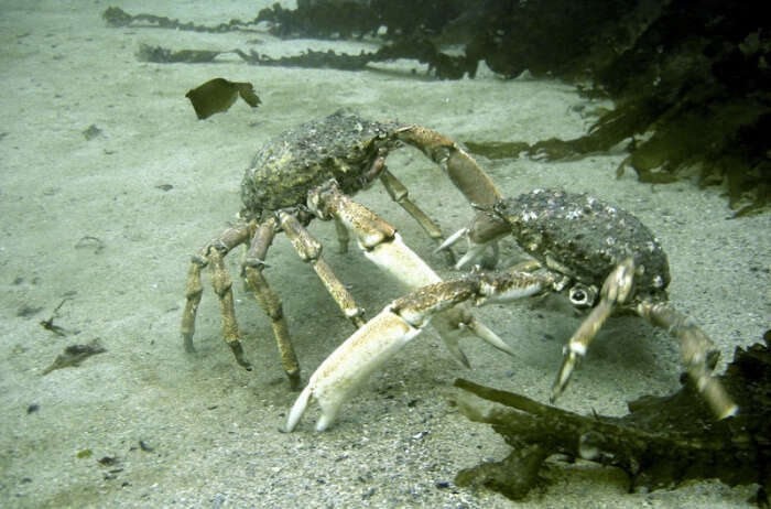 Spider crab