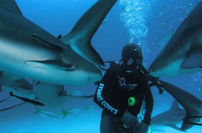 stuart-coves-dive-bahamas