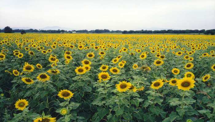 Sunflower Fields