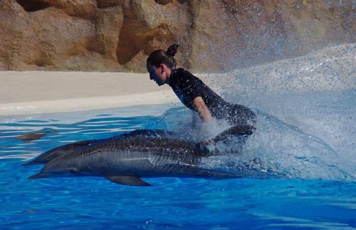 Swimming with dolphins