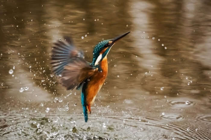 The Birds of Queensland