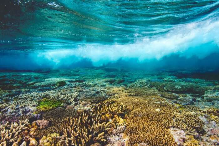 The Great Barrier Reef