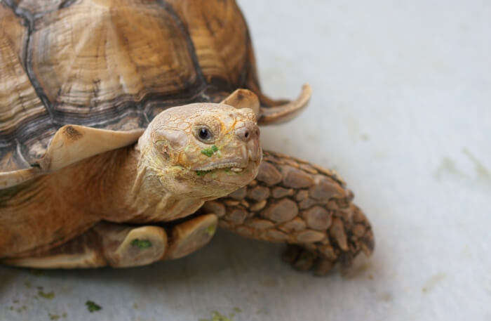 The Live Turtle & Tortoise Museum