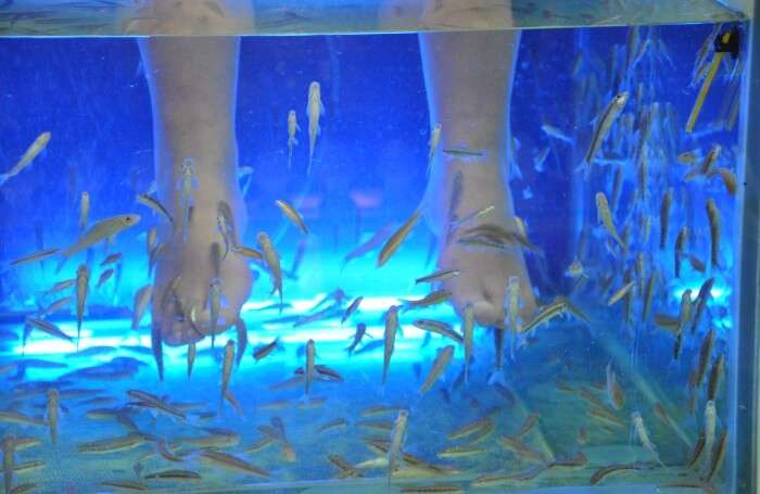 Try the Fish Spa Therapy