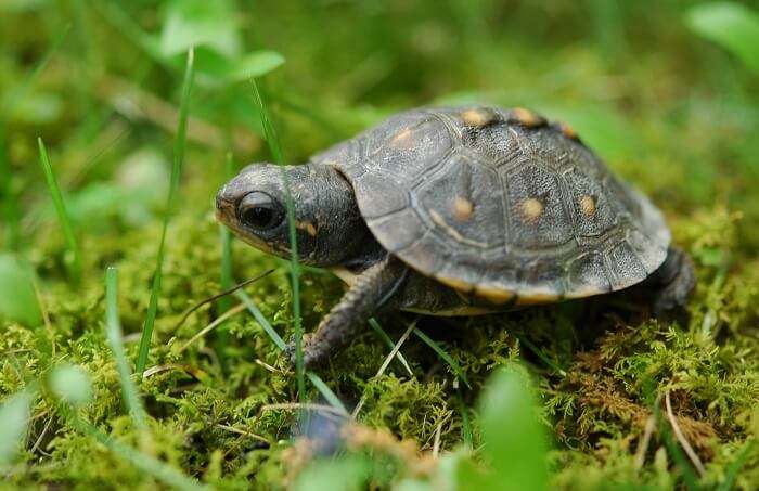 Turtle Hatchery