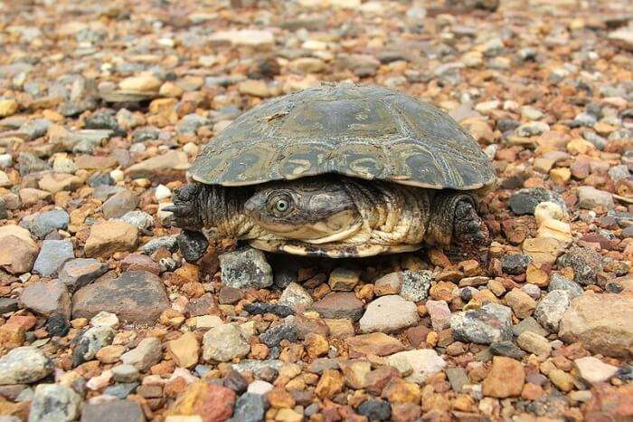 Turtle Hatching