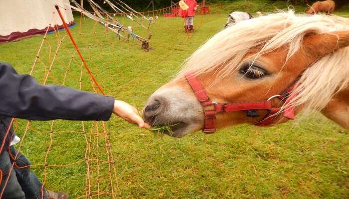 Visit Lipica Stud Farm