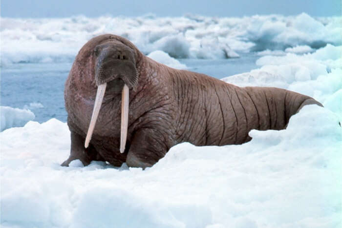 9 Specimens Of Wildlife In Greenland That Are Just Incredible