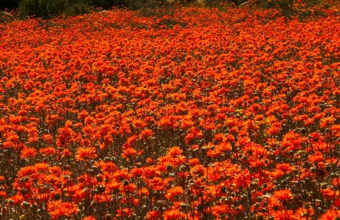 Watching-the-wildflowers