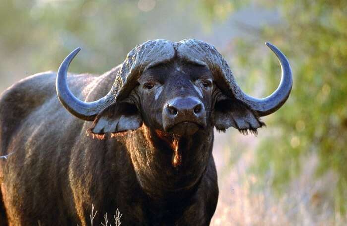 Water Buffalo