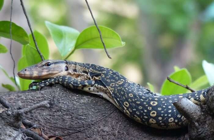 Water Monitor Lizard