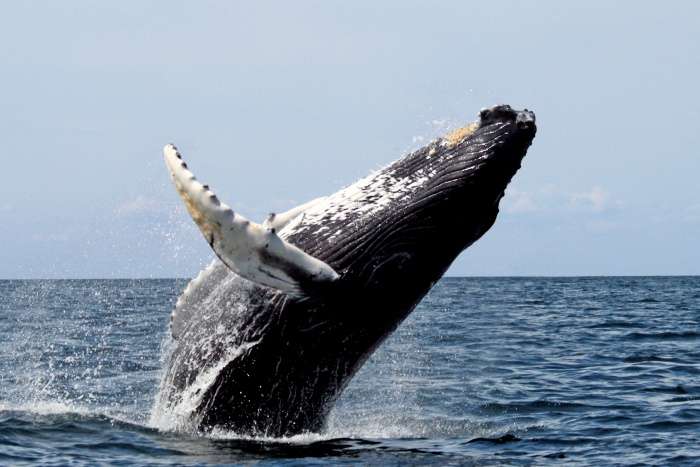 Whale and Dolphin Watching at Dondra Point