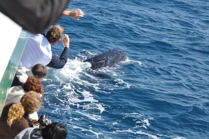 Whale watching