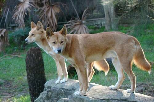 Wild Dingos