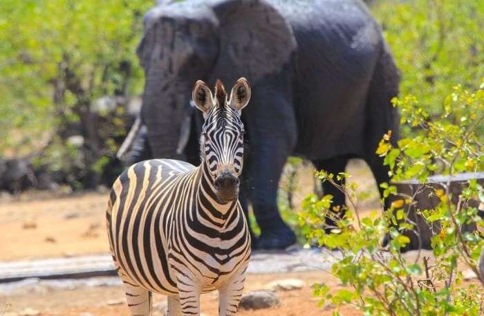  Elephant  Zebra Safari