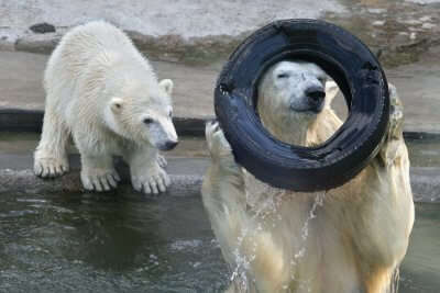 Wildlife