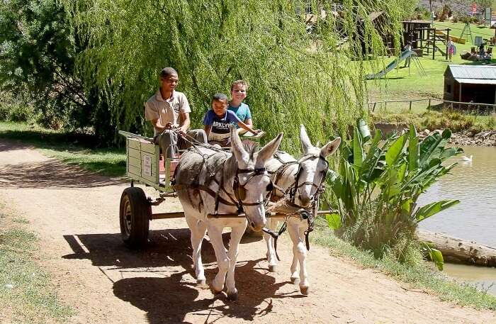 Wilgewandel Holiday Farm