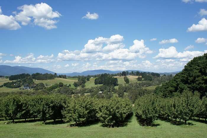 Yarra Valley