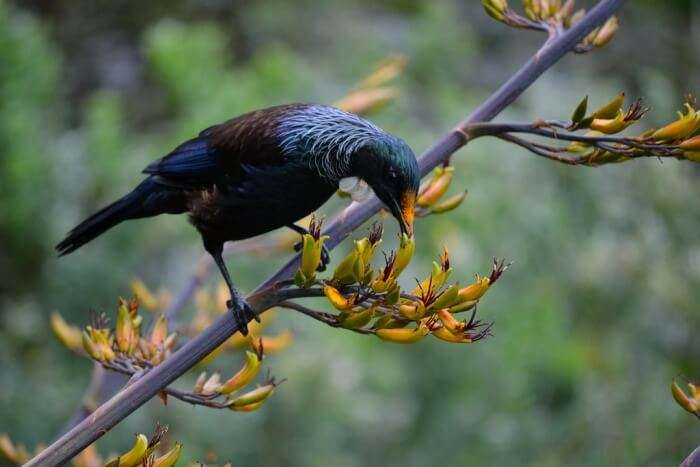 ZEALANDIA