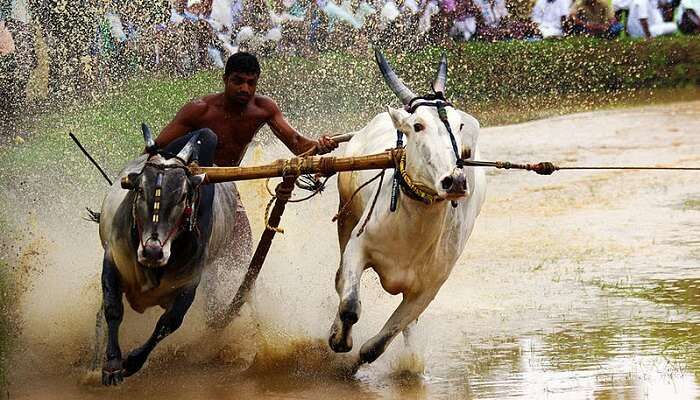 bullock race