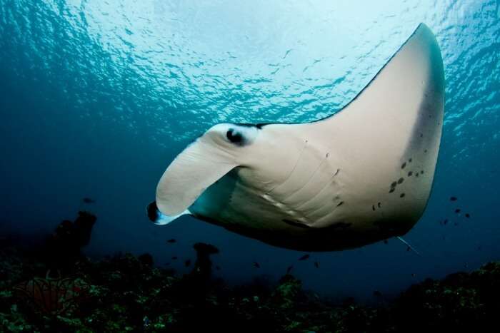 are manta rays dangerous