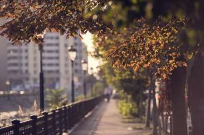 cover for autumn in bucharest