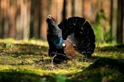 Lithuania wildlife cover