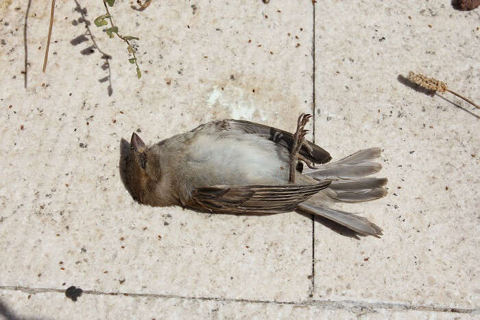 Dead bird in Jatinga