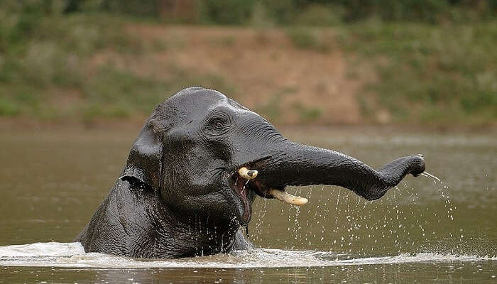 washing elephant