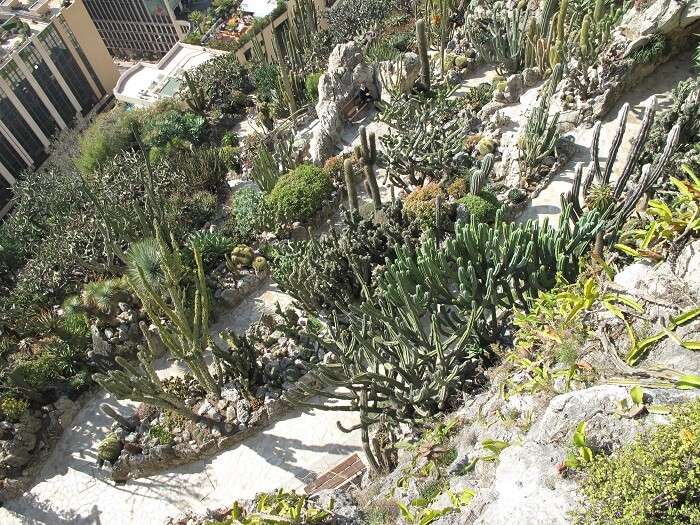 exotic garden cactus monaco