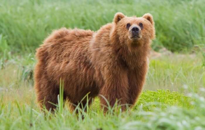 Brown bear