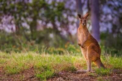 Kangaroo Queensland
