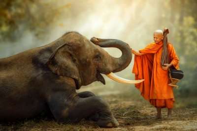 wildlife in hanoi cover