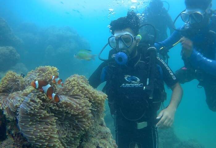 a closer glance at the marine life