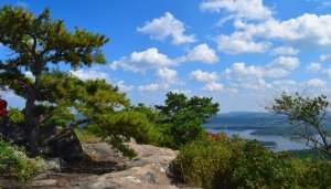 Mountains and trees