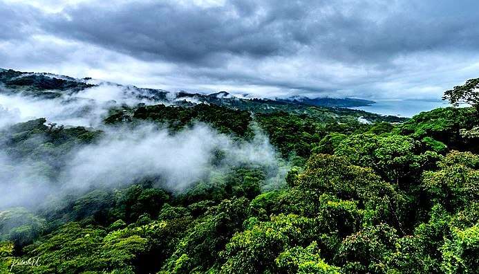 Cloud Forest 