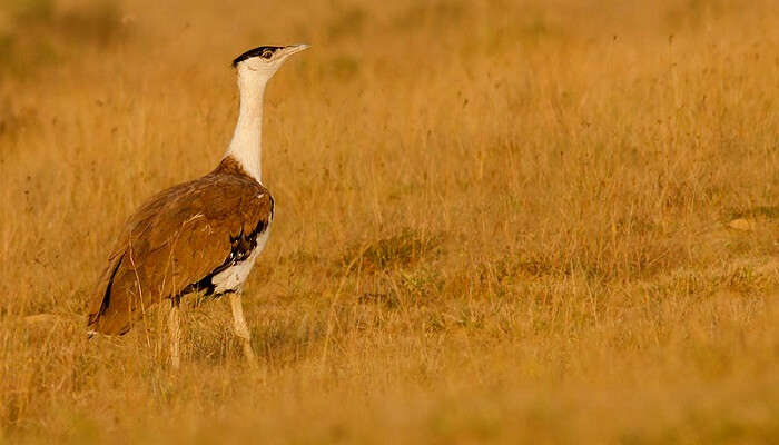 Jawaharlal Nehru Bustard Sanctuary Solapur