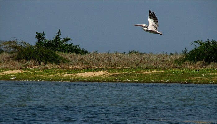 Pulicat Lake Bird Sanctuary,