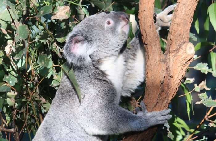 About Lone Pine Koala Sanctuary