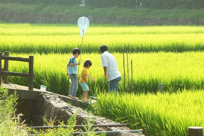 Agera festival paddy field