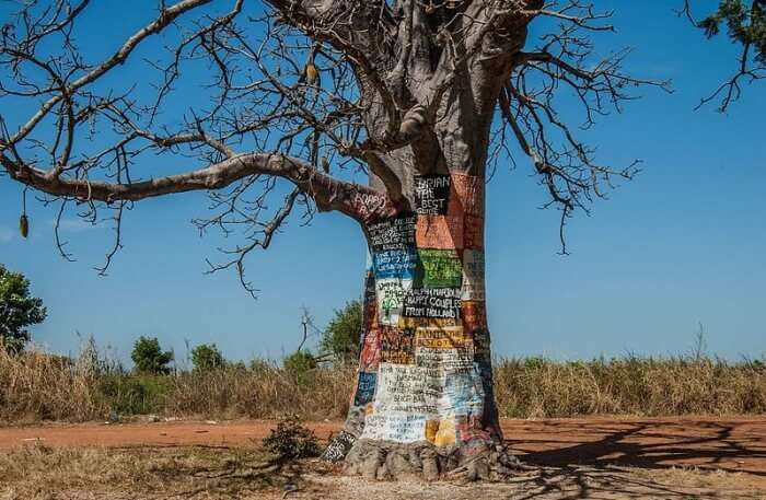 Baobab Tree View