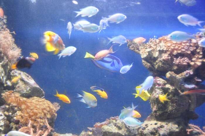 Blue Reef Aquarium