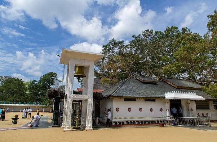 Bodhi Tree