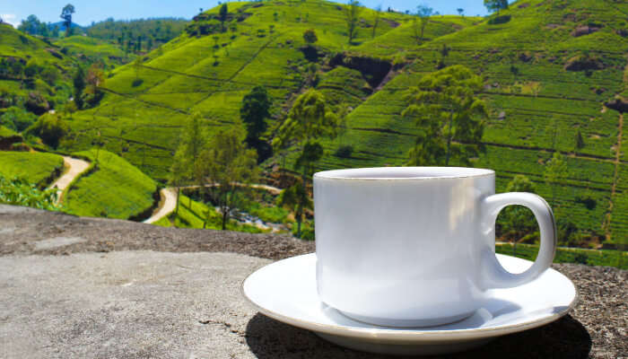 Ceylon Tea Trails