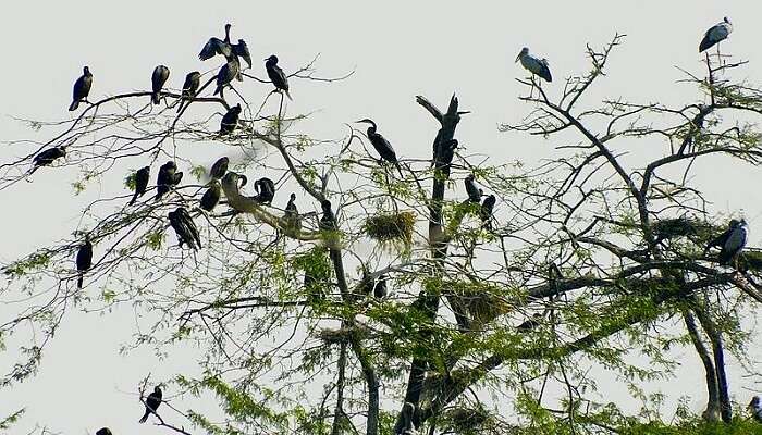 Chandra Shekhar Azad Bird Sanctuary