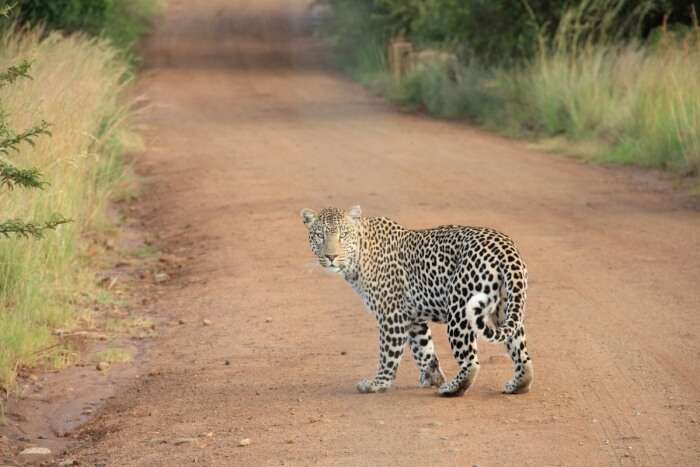 Cheetah